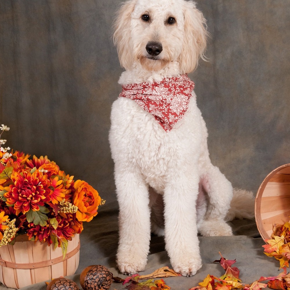 Meet your Posher, Susan